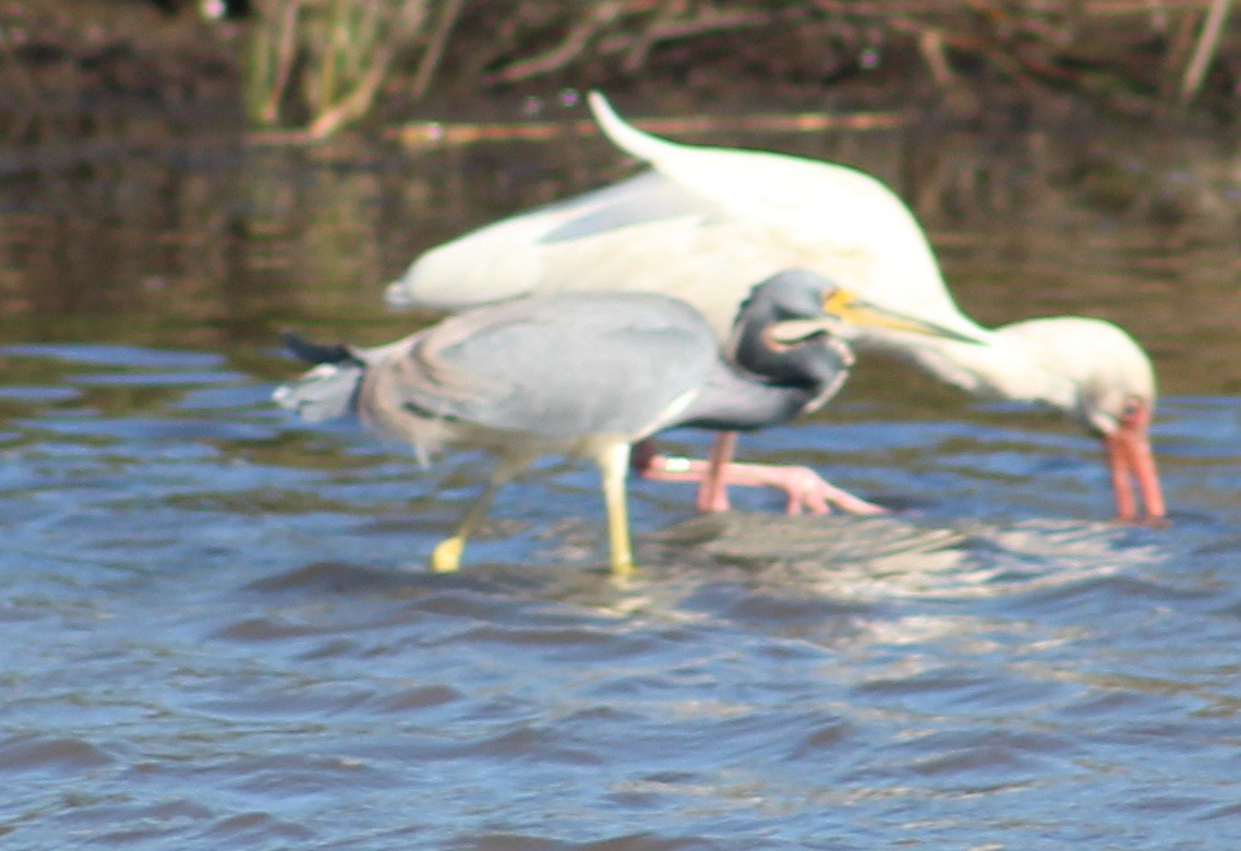 Tricolored Heron - ML627793376