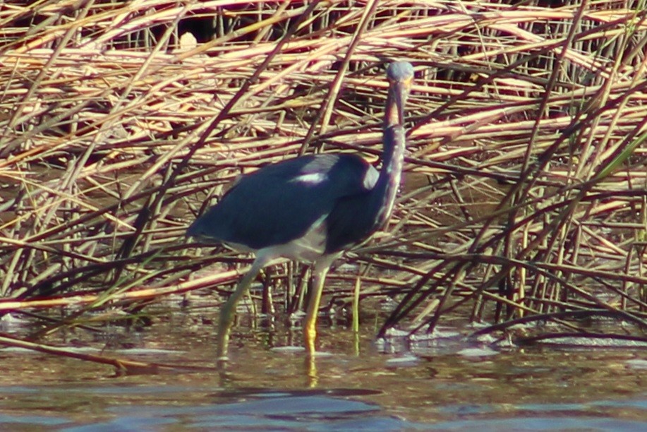 Tricolored Heron - ML627793377