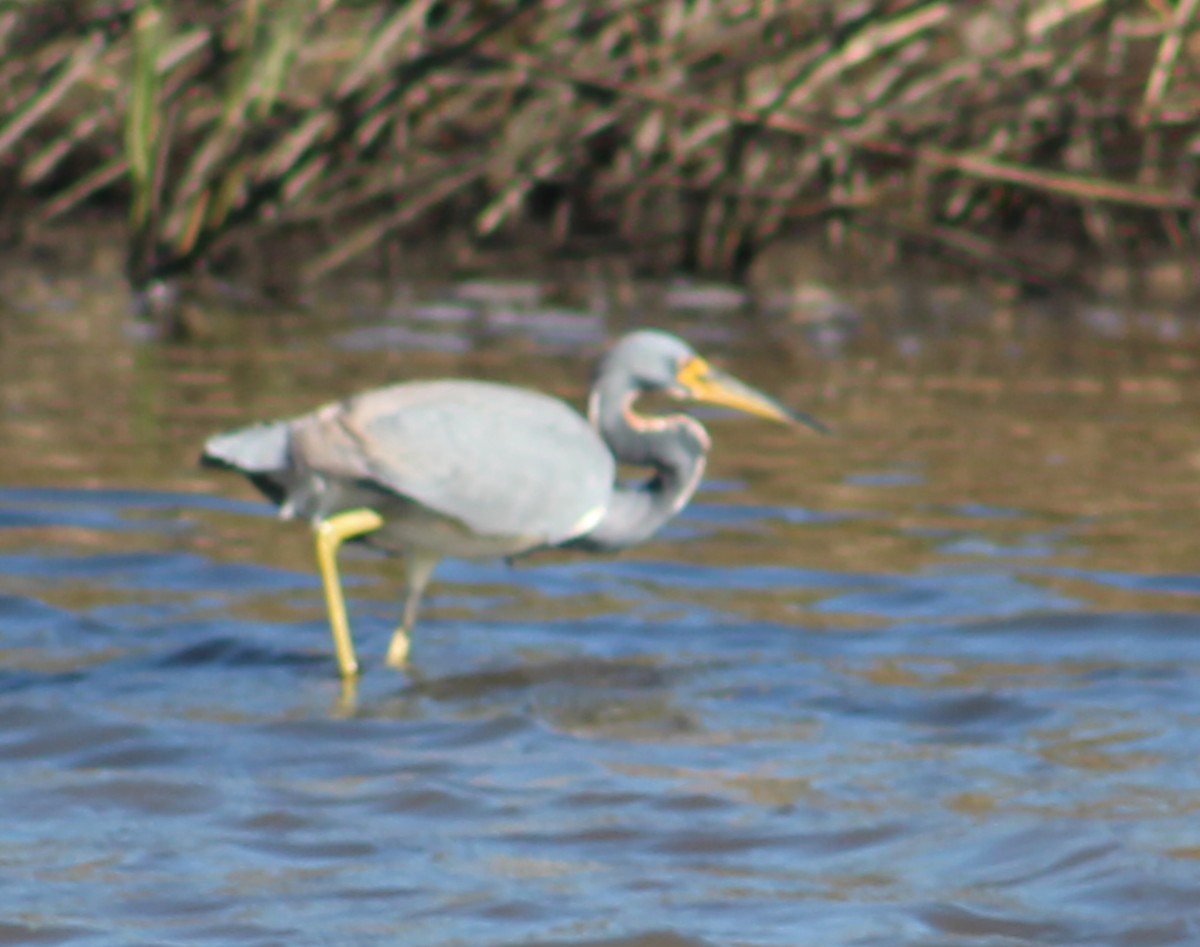 Tricolored Heron - ML627793379