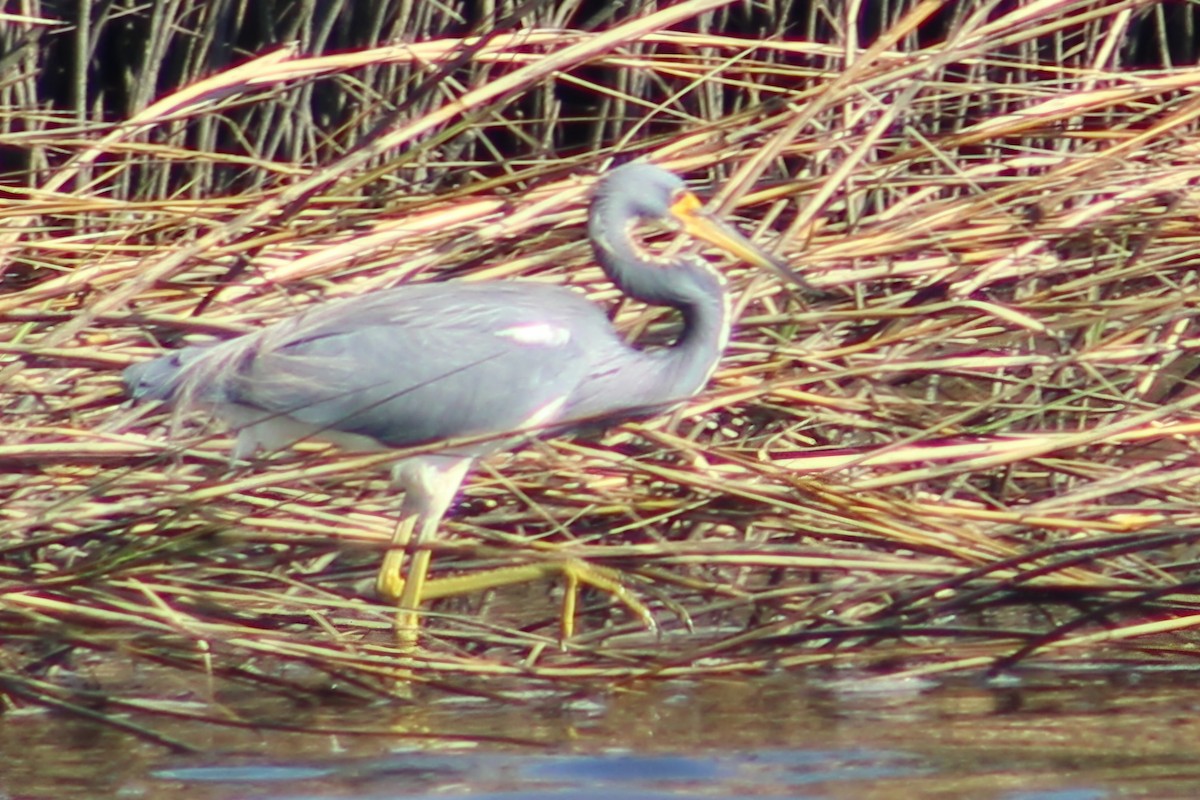 Tricolored Heron - ML627793380