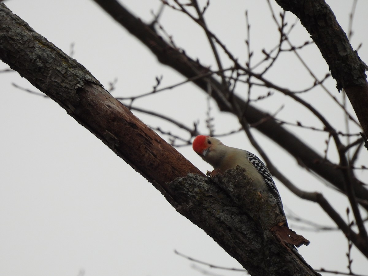 Red-bellied Woodpecker - ML627793400