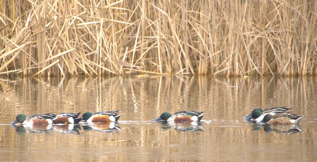 Northern Shoveler - ML627793402