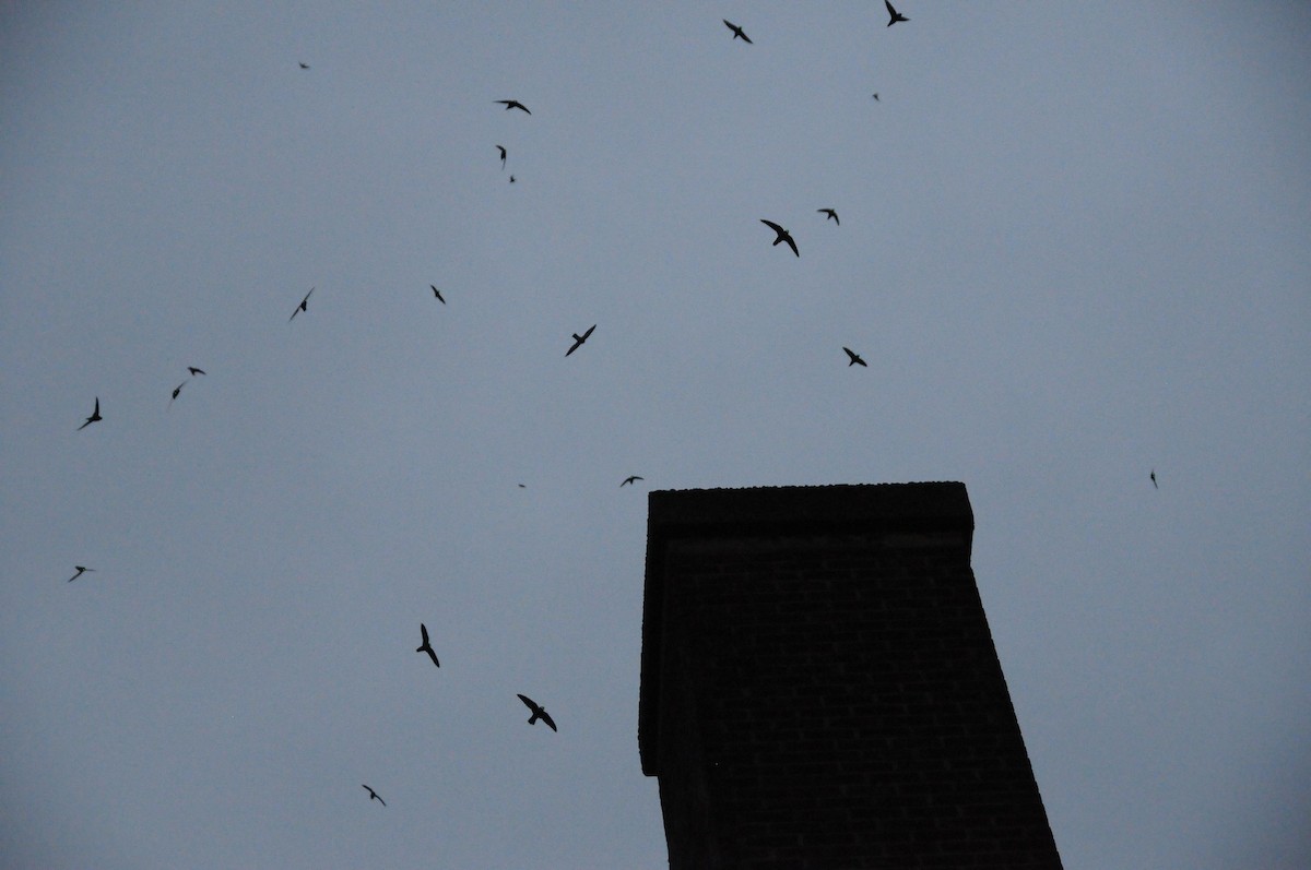 Vaux's Swift - ML627793424