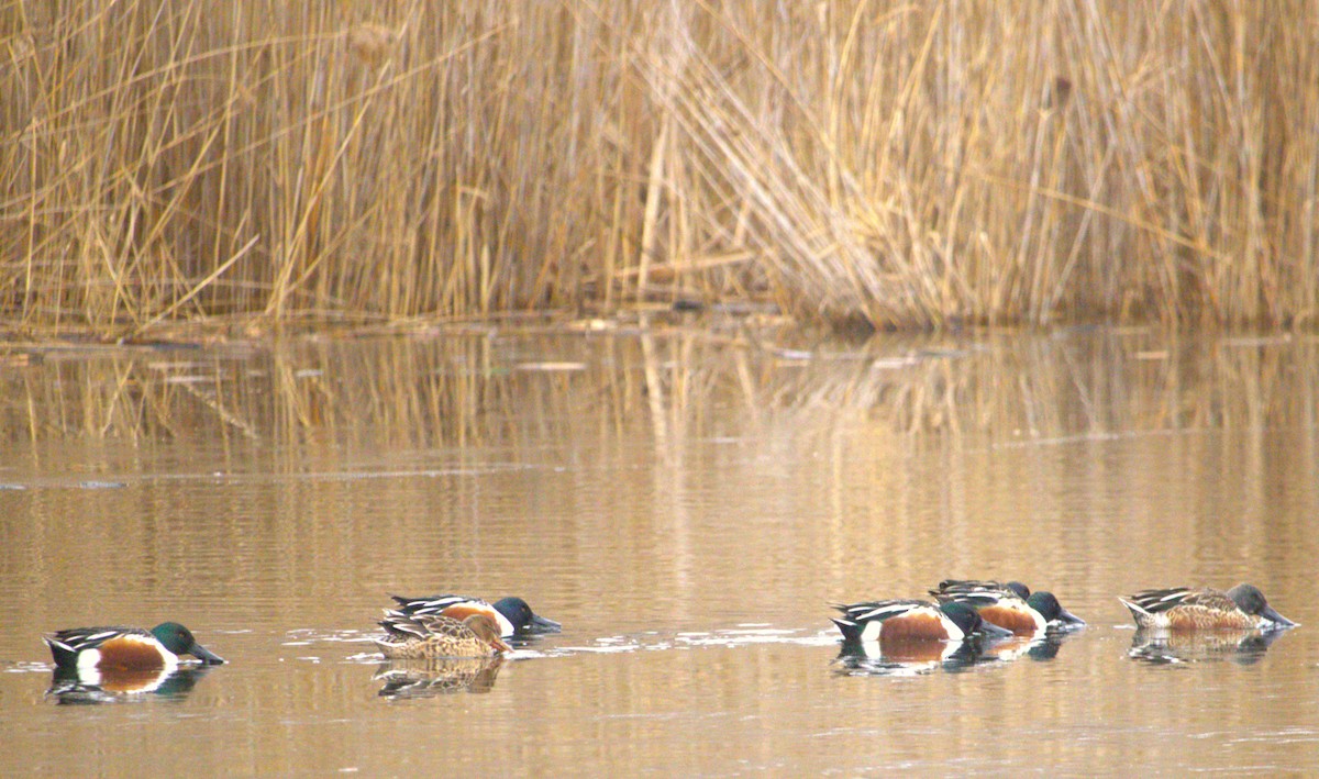 Northern Shoveler - ML627793425