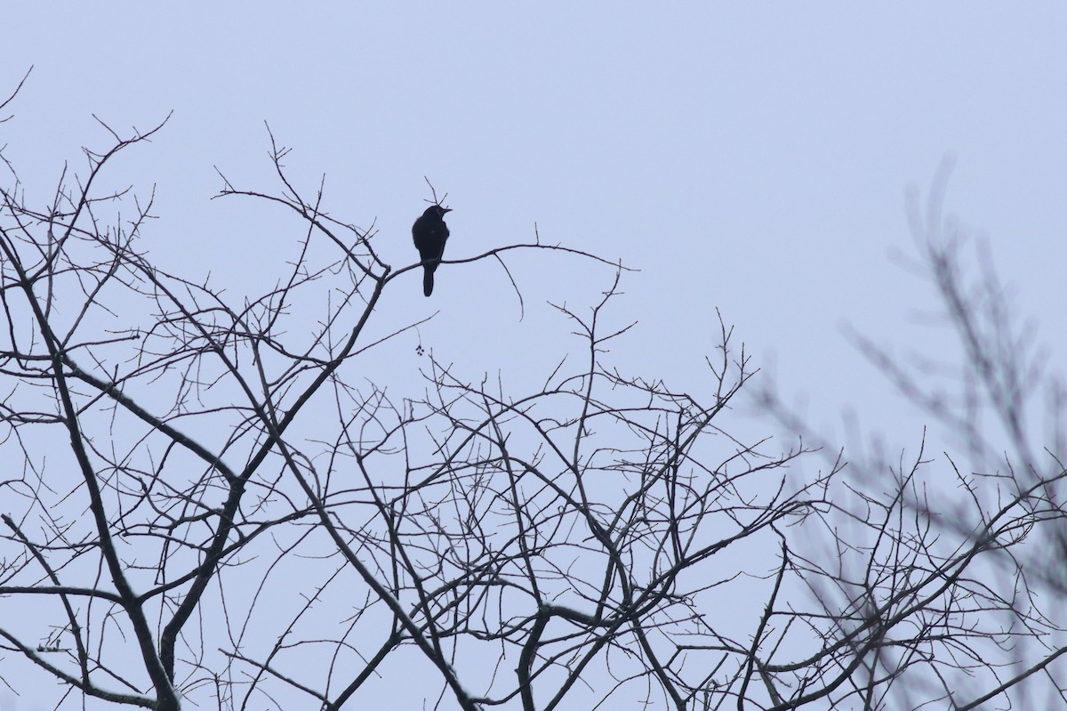 Common Grackle - ML627793429