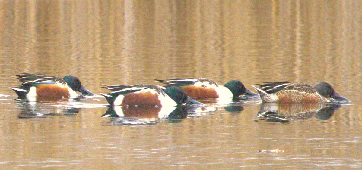 Northern Shoveler - ML627793442