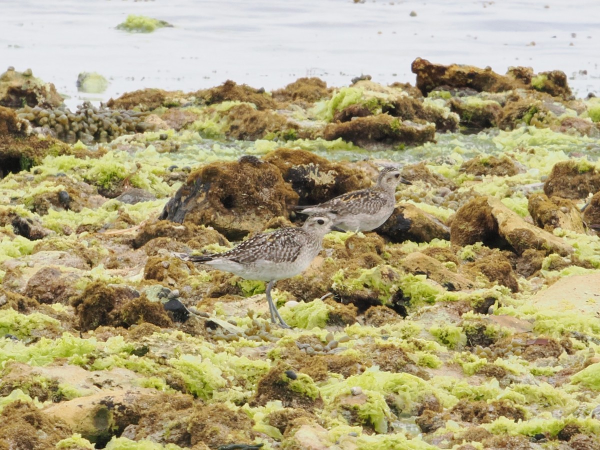 Сивка бурокрила - ML627793468