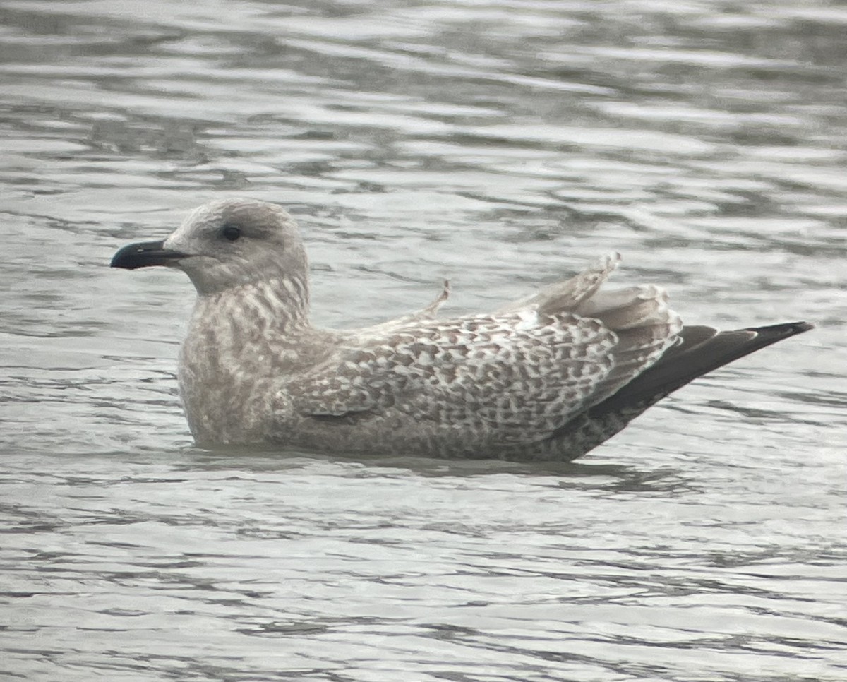 Iceland Gull (Thayer's) - ML627793473