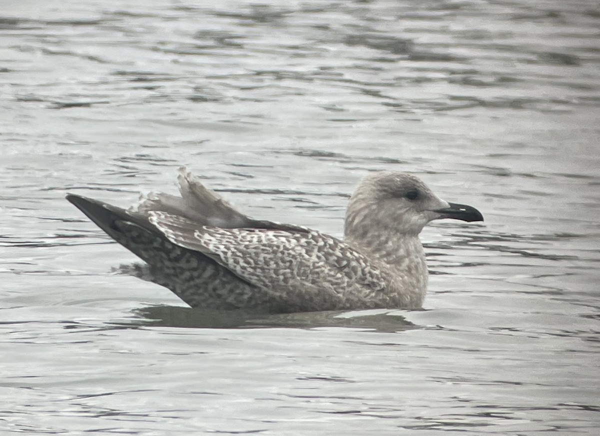 Iceland Gull (Thayer's) - ML627793474