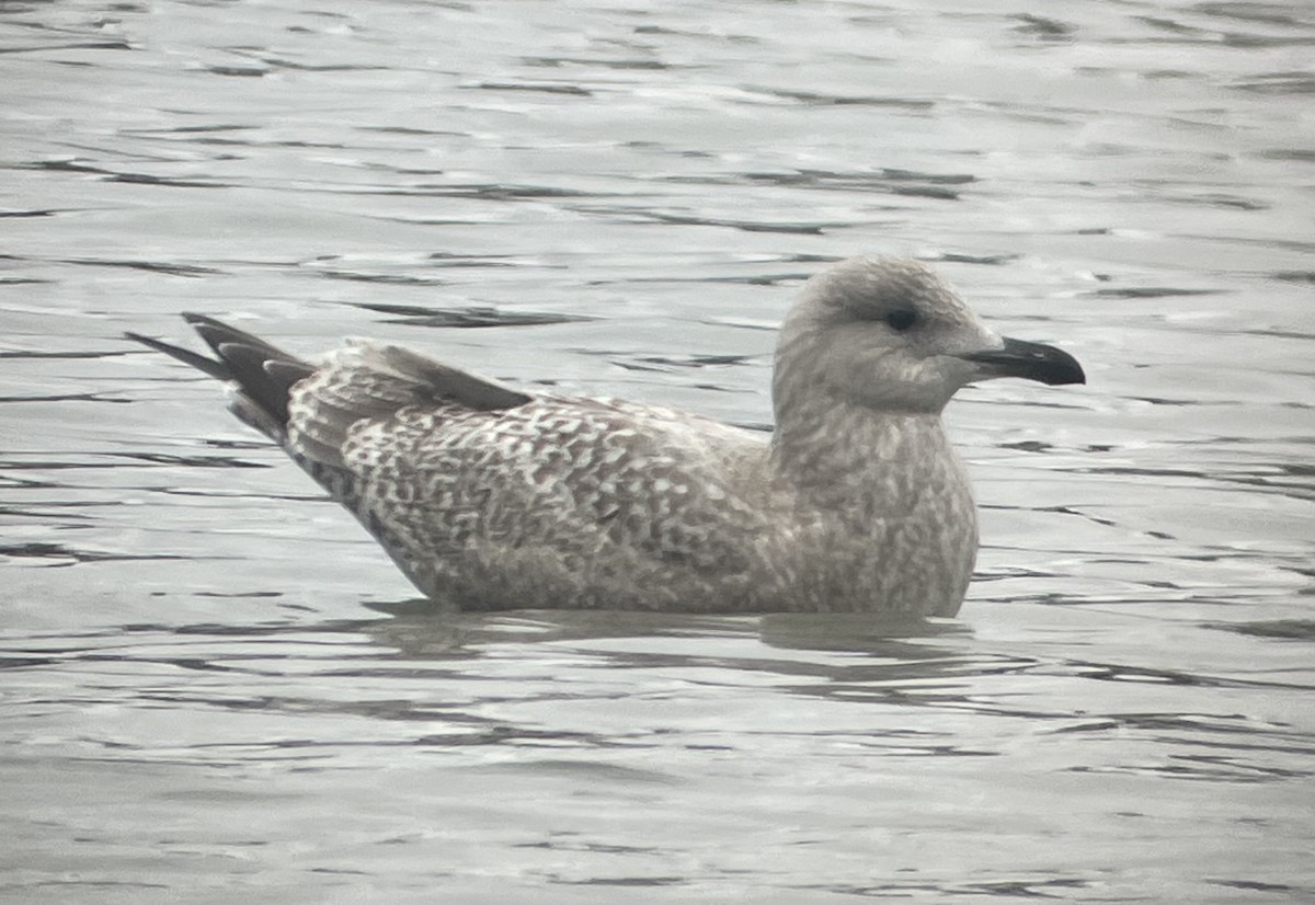 Iceland Gull (Thayer's) - ML627793475