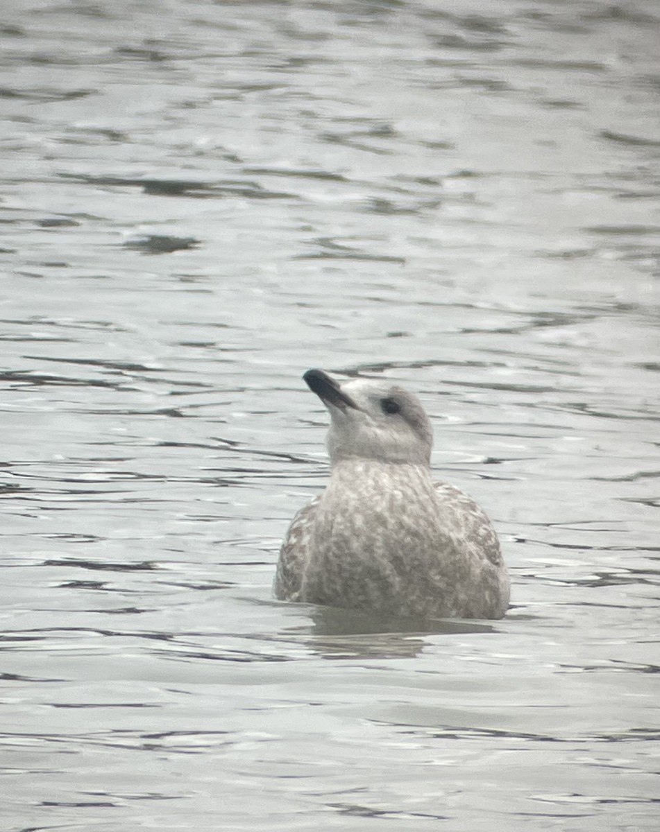 Iceland Gull (Thayer's) - ML627793476