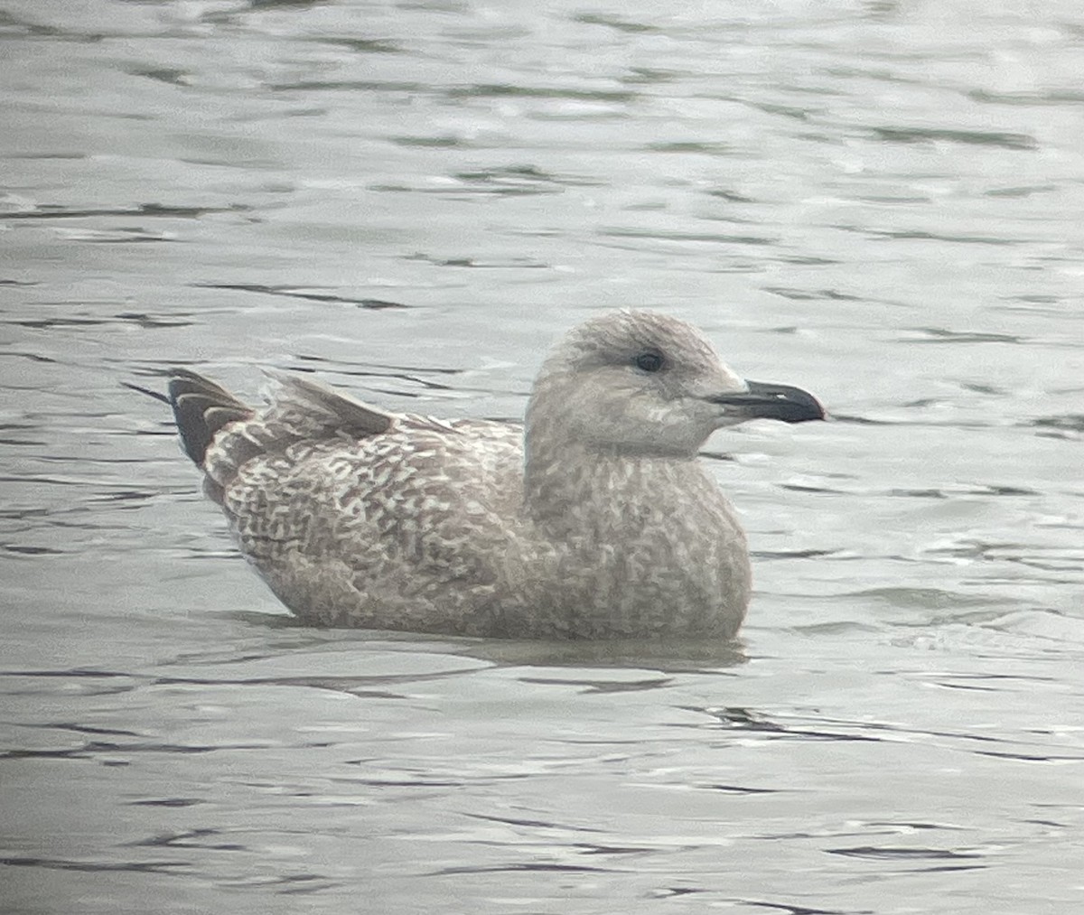 Iceland Gull (Thayer's) - ML627793477