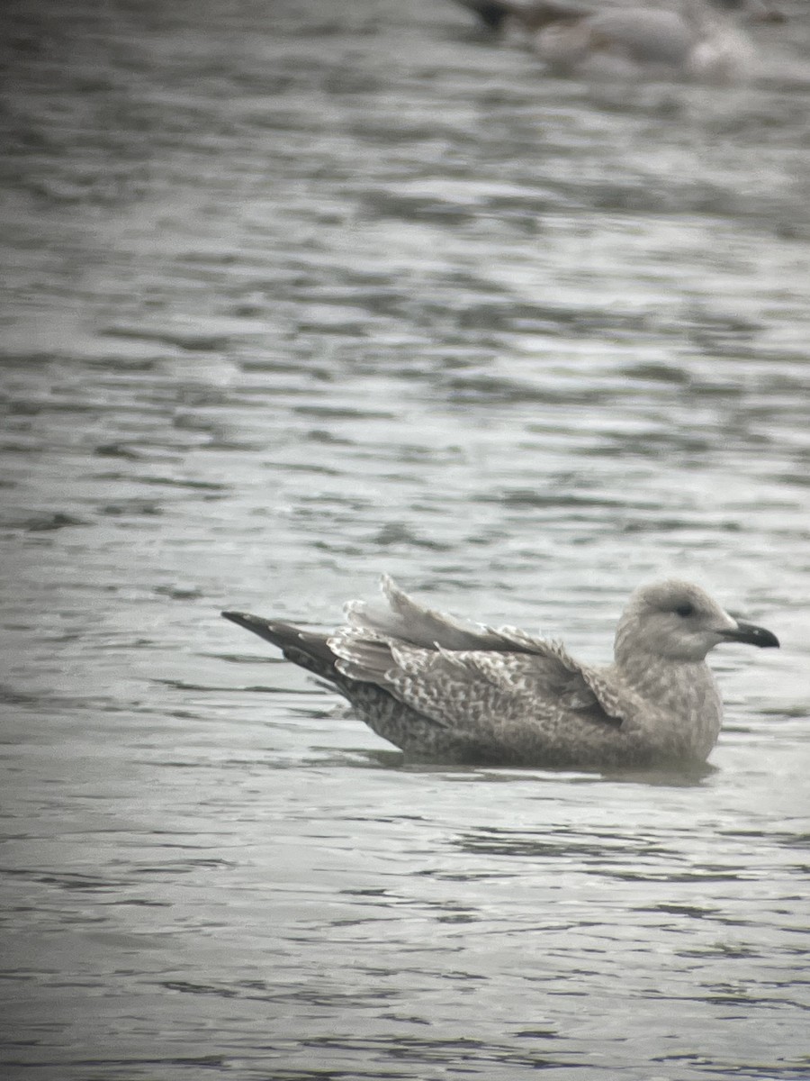 Iceland Gull (Thayer's) - ML627793478