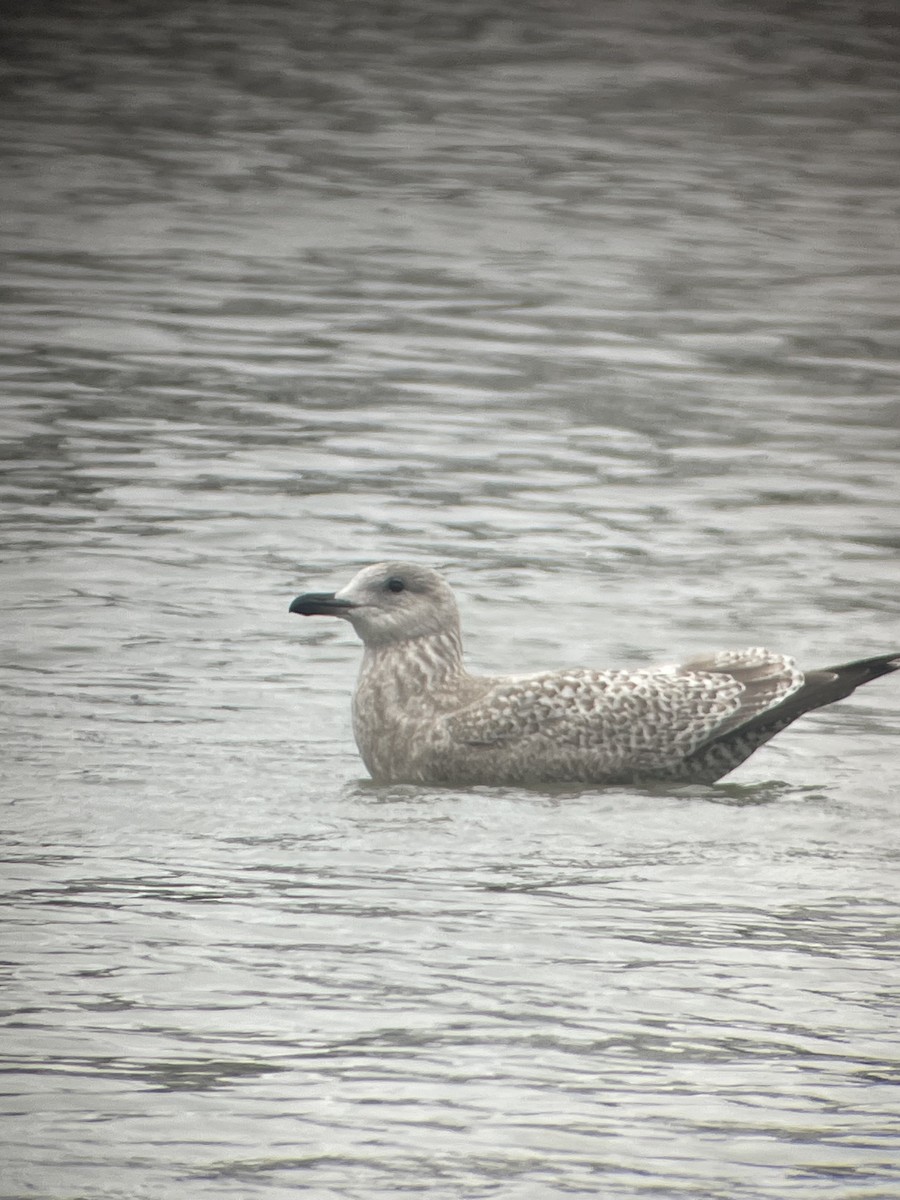 Iceland Gull (Thayer's) - ML627793480