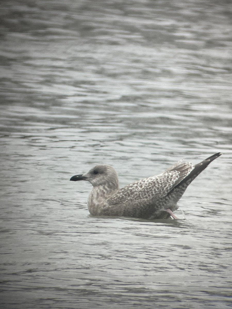 Iceland Gull (Thayer's) - ML627793481