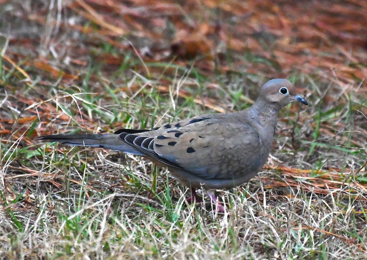 Mourning Dove - ML627793485