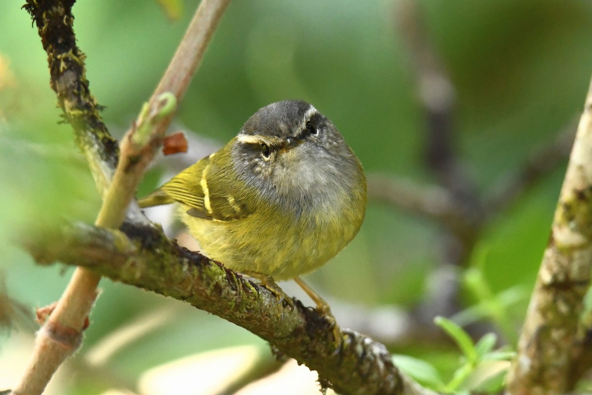 Ashy-throated Warbler - ML627793489