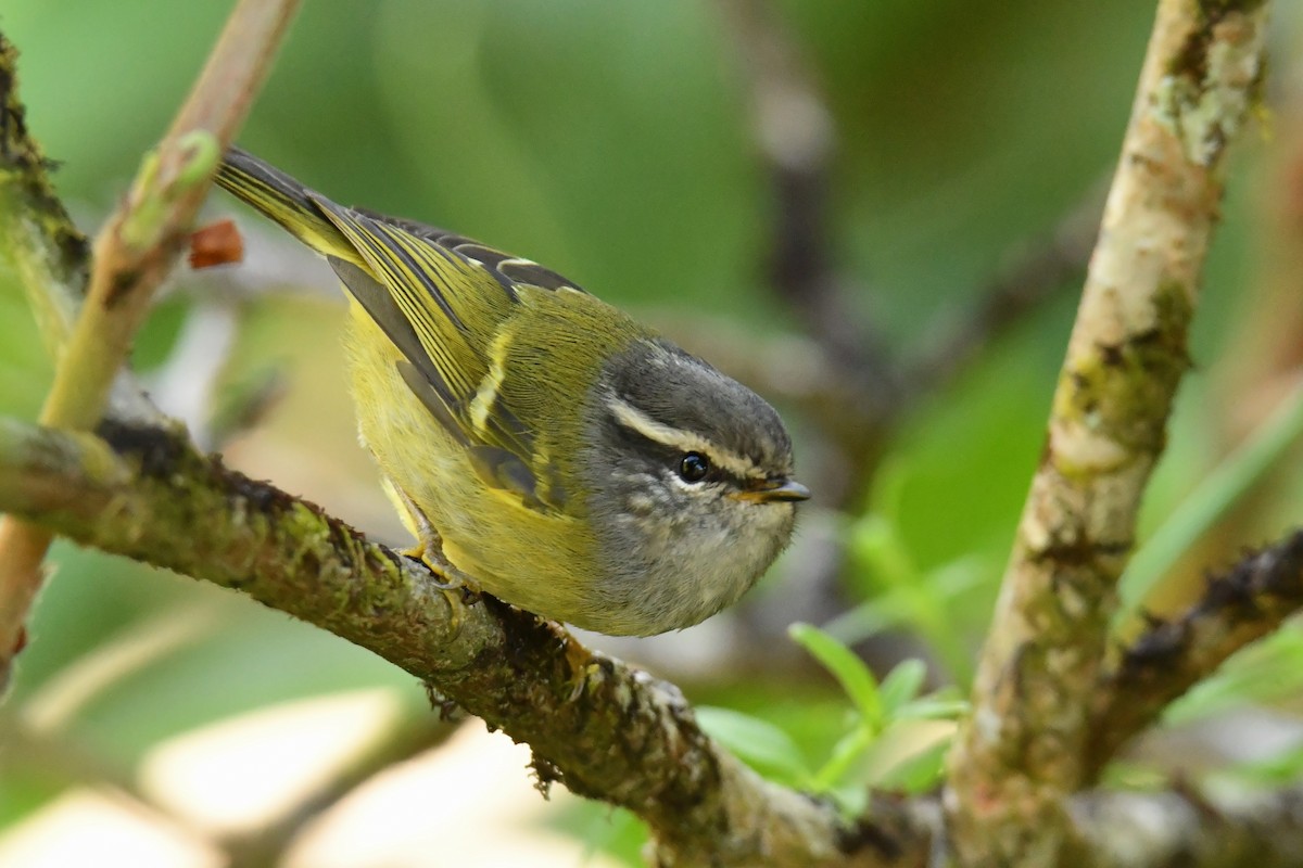 Ashy-throated Warbler - ML627793515