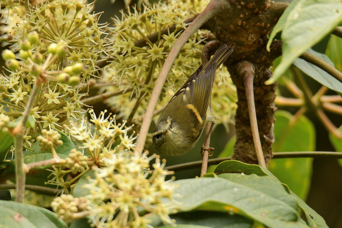 Buff-barred Warbler - ML627793518