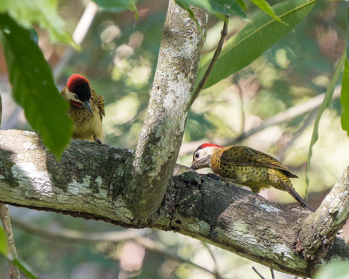 Spot-breasted Woodpecker - ML627793523