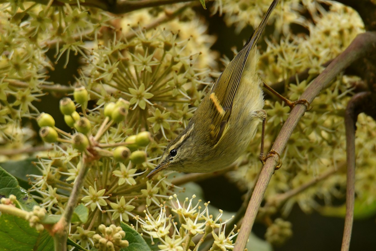 Buff-barred Warbler - ML627793524