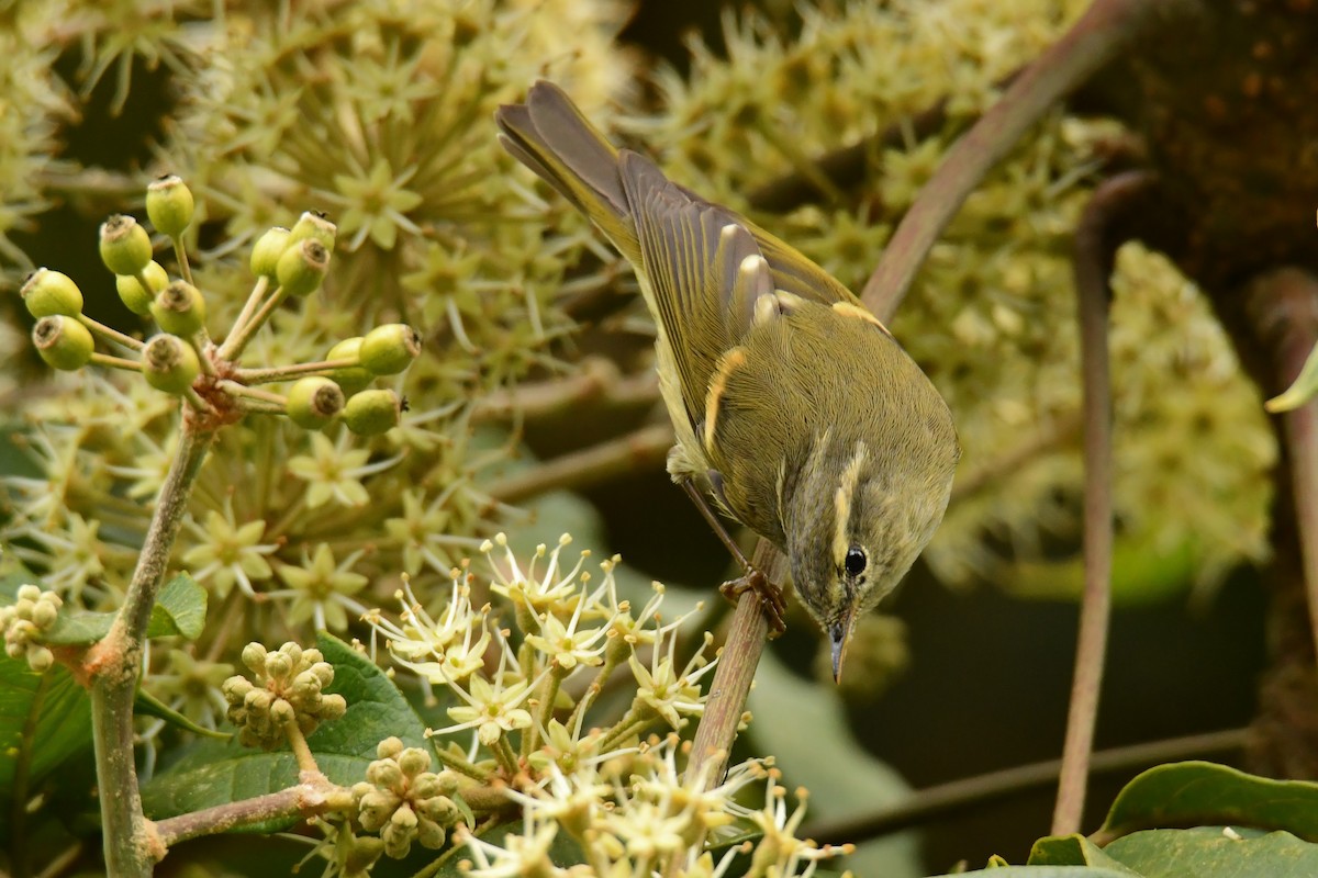 Buff-barred Warbler - ML627793532