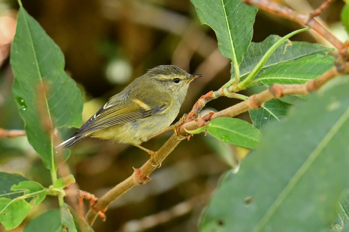 Buff-barred Warbler - ML627793539