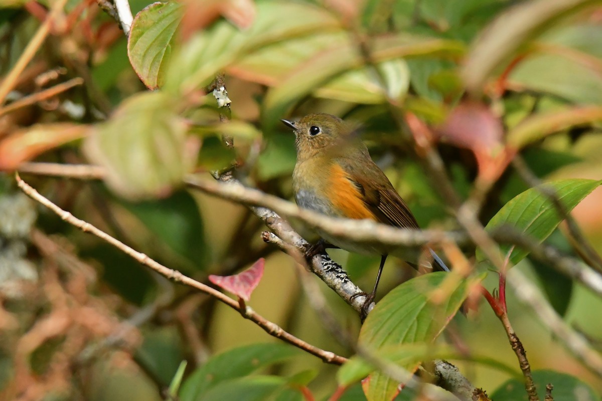 Himalayan Bluetail - ML627793551