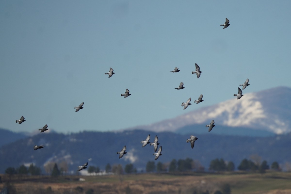 Rock Pigeon (Feral Pigeon) - ML627793559