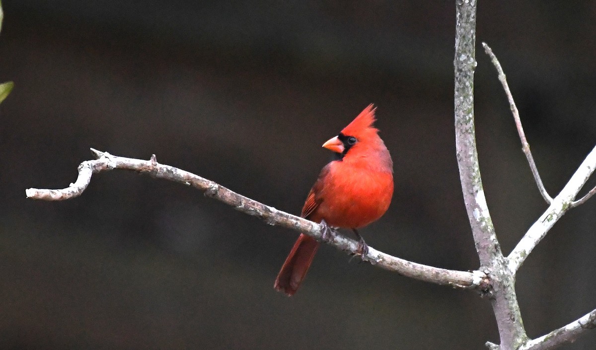 Northern Cardinal - ML627793565