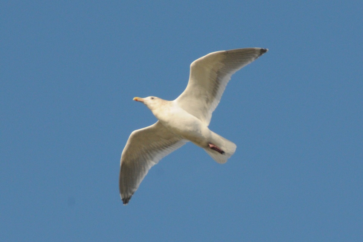 Iceland Gull (Thayer's) - ML627793579