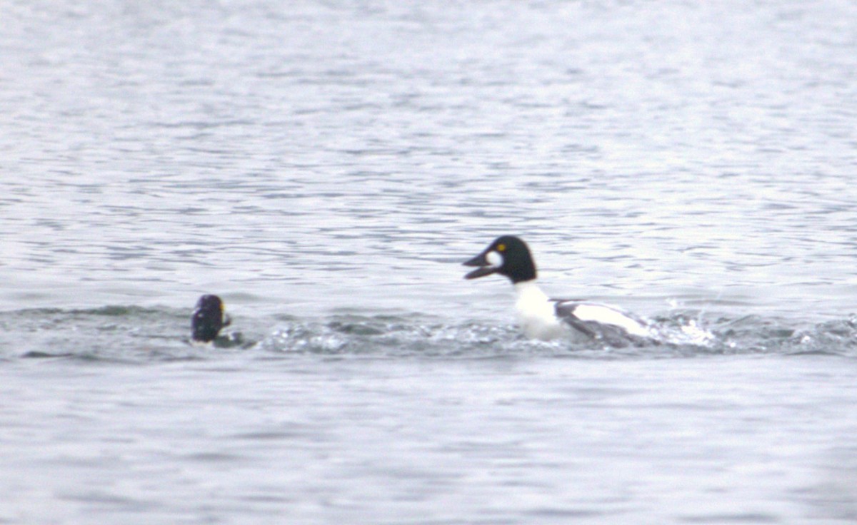 Common Goldeneye - ML627793585