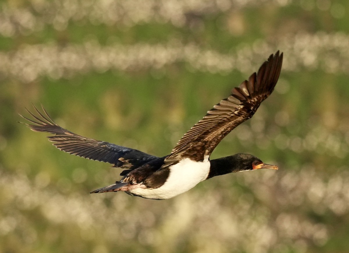 Campbell Islands Shag - ML627793587