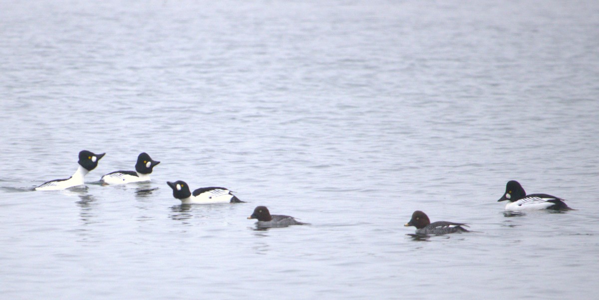 Common Goldeneye - ML627793590