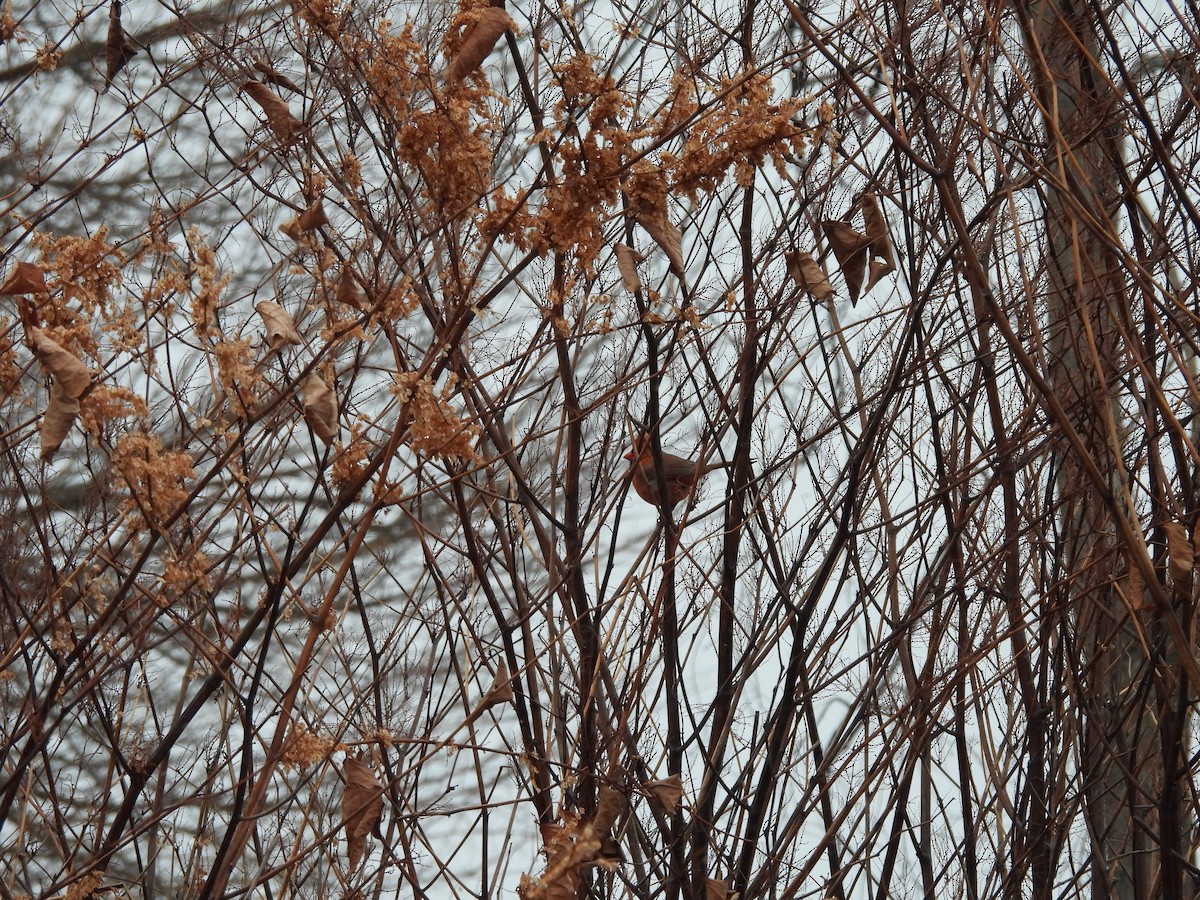 Northern Cardinal - ML627793591