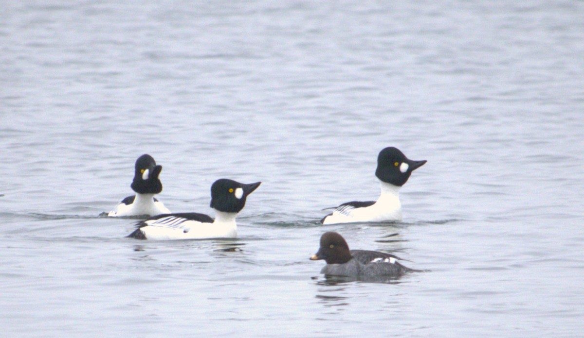 Common Goldeneye - ML627793601