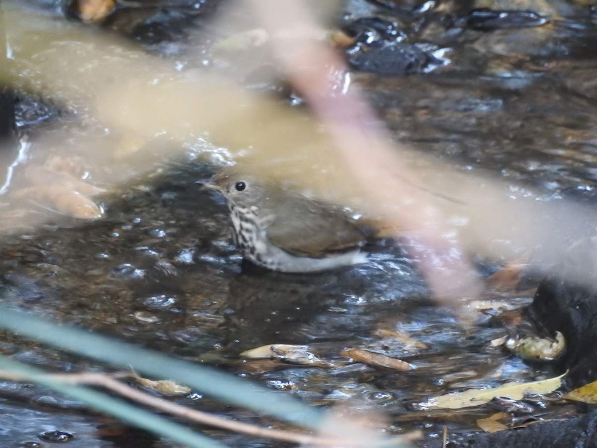 קיכלי חלוד-זנב - ML627793606