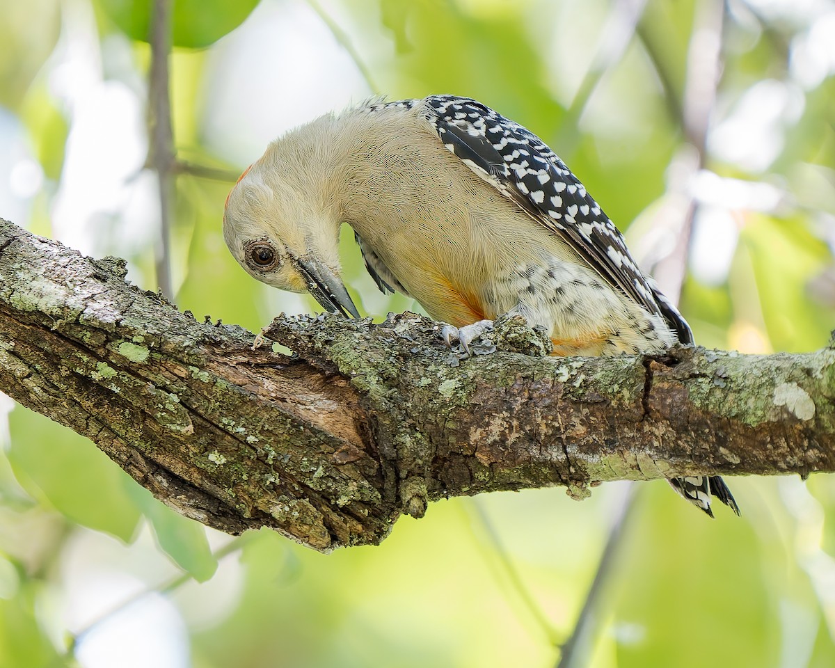 Red-crowned Woodpecker - ML627793607