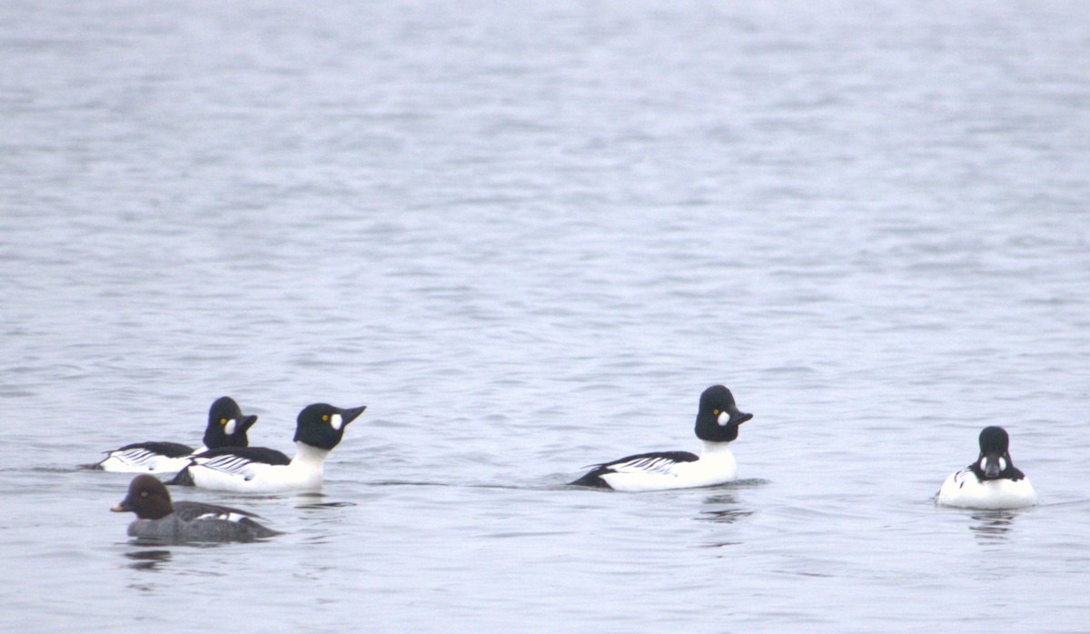 Common Goldeneye - ML627793609