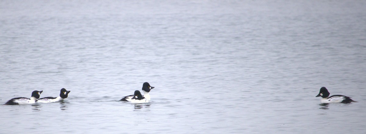 Common Goldeneye - ML627793616