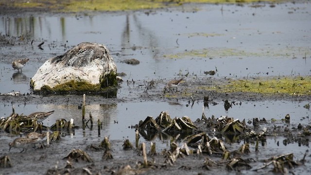 White-rumped Sandpiper - ML627793620