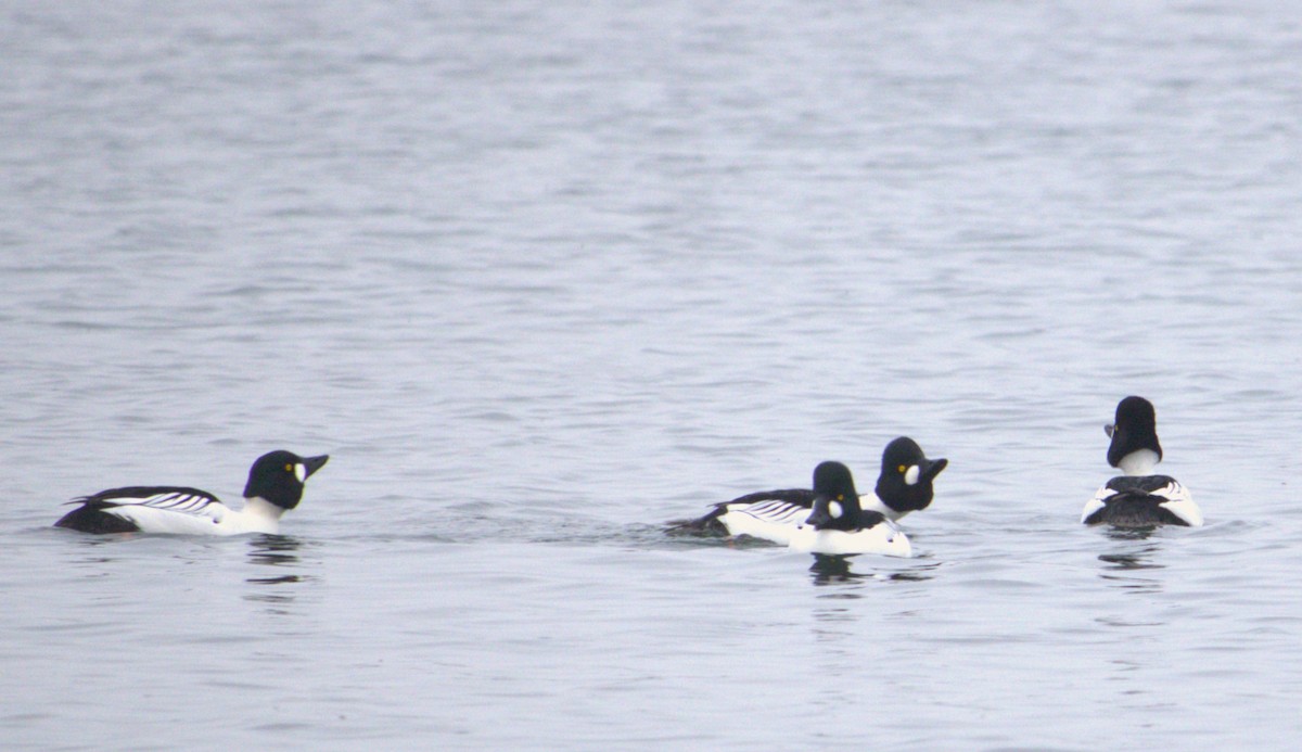 Common Goldeneye - ML627793623