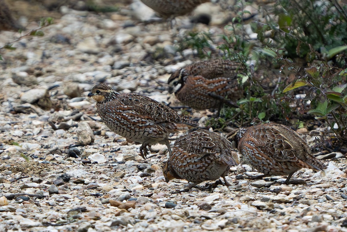 Northern Bobwhite (Eastern) - ML627793625