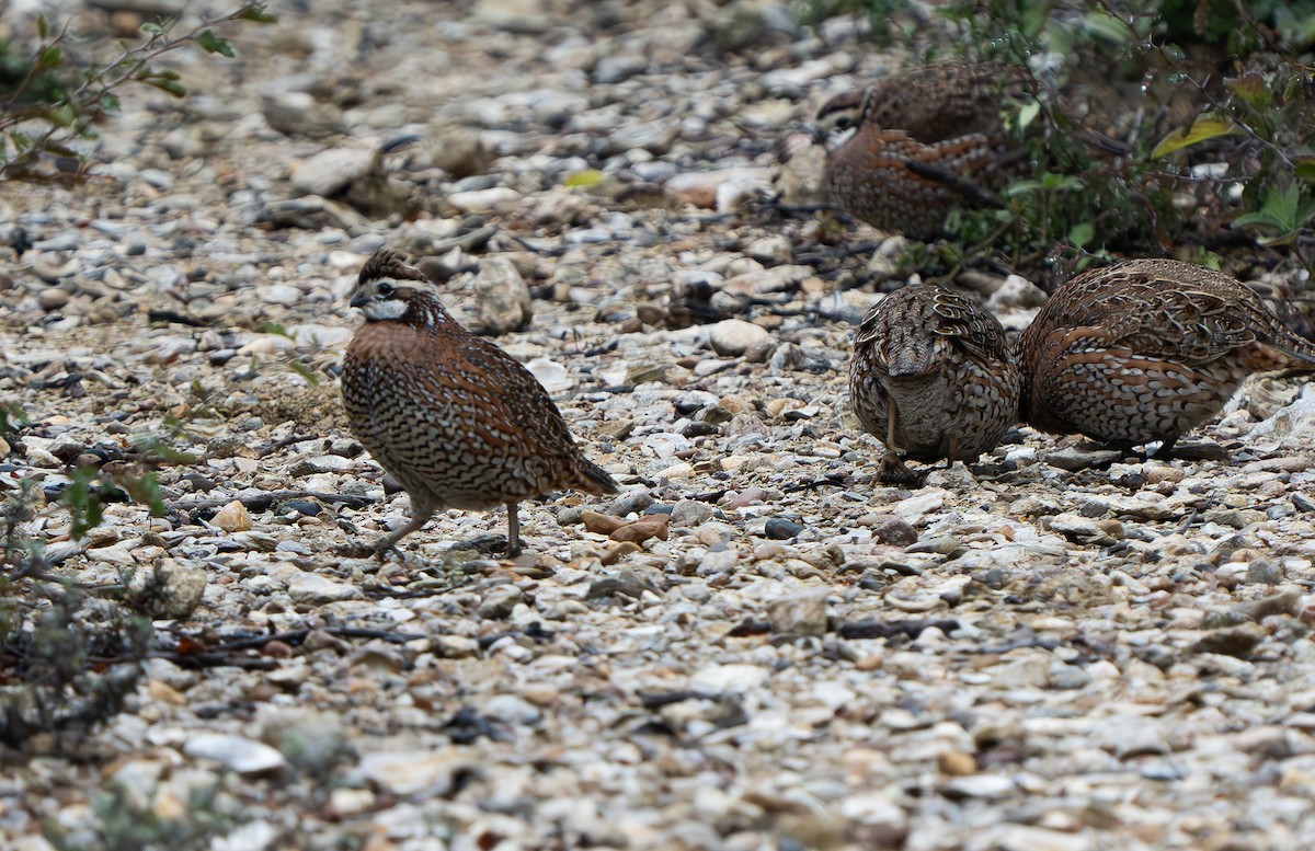 Northern Bobwhite (Eastern) - ML627793626