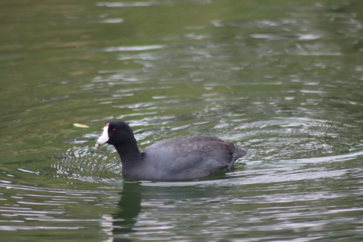 Foulque d'Amérique - ML627793673