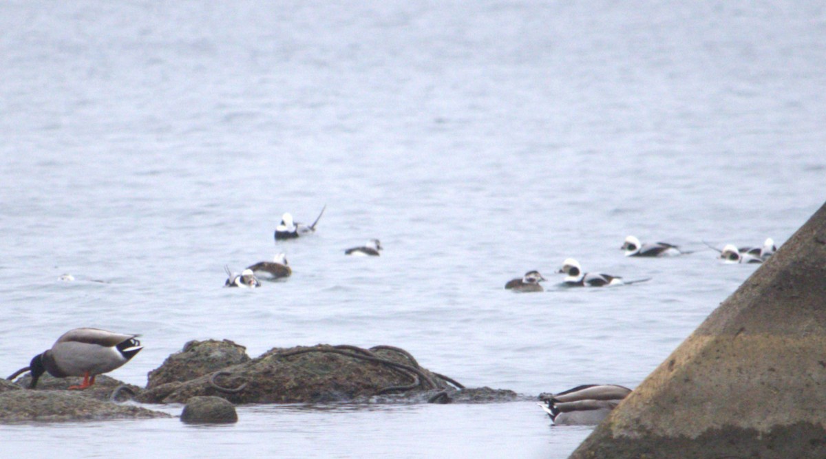 Long-tailed Duck - ML627793680