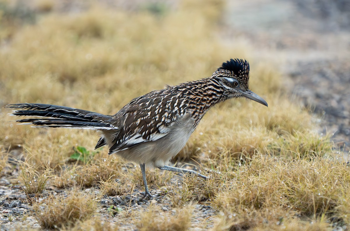 Greater Roadrunner - ML627793681