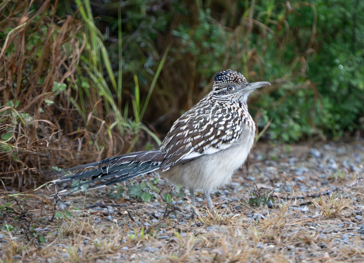 Greater Roadrunner - ML627793682