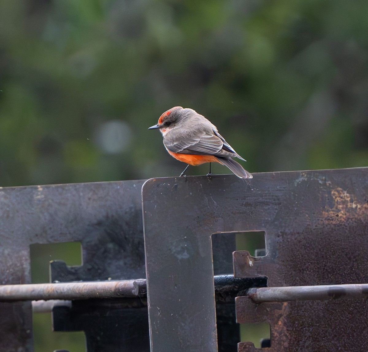 Vermilion Flycatcher - ML627793699