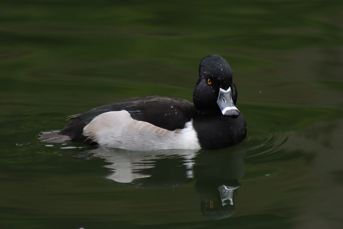 Ring-necked Duck - ML627793706